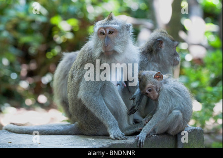 Singe macaque à longue queue dans la famille Monkey Forest, Ubud, Bali. Banque D'Images