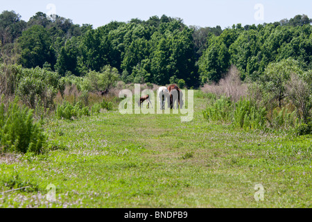 Les chevaux sauvages et d'un poulain nouveau-né sur une prairie colt en Floride. Banque D'Images