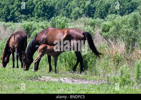 Les chevaux sauvages en Floride avec un poulain. Banque D'Images