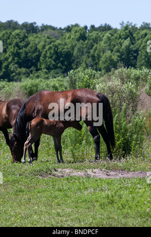 Les chevaux sauvages et d'un poulain nouveau-né sur une prairie colt en Floride. Banque D'Images