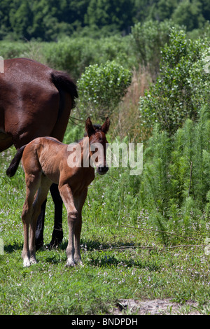 Les chevaux sauvages en Floride avec un poulain. Banque D'Images