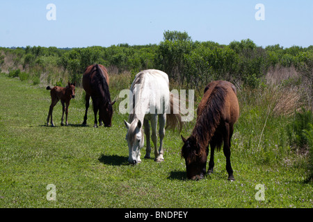 Les chevaux sauvages et d'un poulain nouveau-né sur une prairie colt en Floride. Banque D'Images