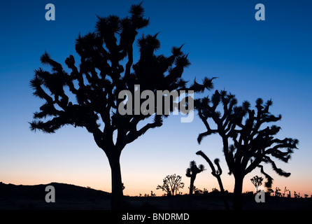 Silhouettes de Joshua Tree à l'aube dans le parc national Joshua Tree, California, USA Banque D'Images