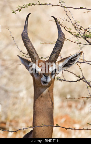 Homme Gerenuk, Samburu Game Reserve Banque D'Images