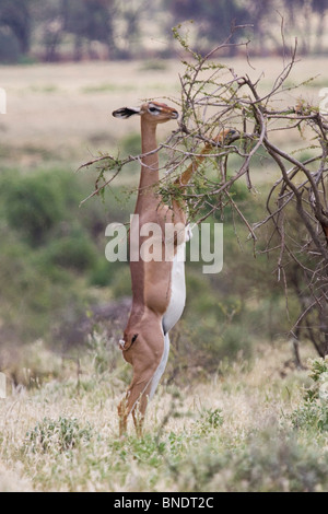 Homme Gerenuk, Samburu Game Reserve Banque D'Images