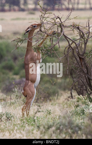 Gerenuk, Samburu Game Reserve Banque D'Images