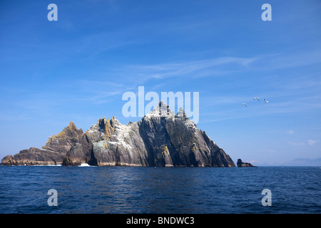 Bassan flying peu Kerry Comté de Skellig soleil du printemps en République d'Irlande Eire Europe Banque D'Images