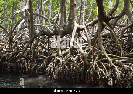 En mangrove dense du parc national Los Haitises, Samana, République Dominicaine Banque D'Images