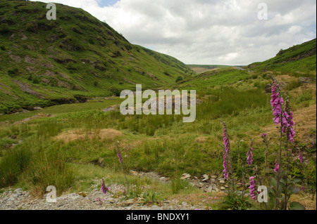 Irfon rivière qui coule à travers le col Abergwesyn, Powys, Mid Wales UK Banque D'Images