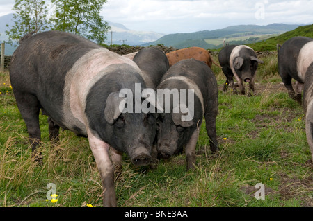 Les porcs Saddleback autour de l'enracinement dans le champ. Banque D'Images