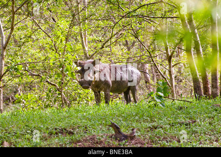 Phacochère, Phacochoerus africanus commun, en Mole National Park, au Ghana. Banque D'Images