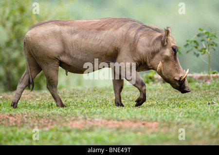 Phacochère, Phacochoerus africanus commun, en Mole National Park, au Ghana. Banque D'Images