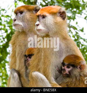 Erythrocebus Patas Monkey, patas, avec les jeunes, en Mole National Park, au Ghana. Banque D'Images