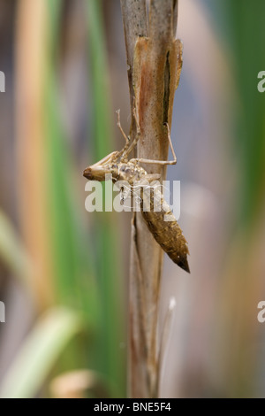 L'Empereur libellule Anax imperator exuvies vide sur une tige de jonc Banque D'Images