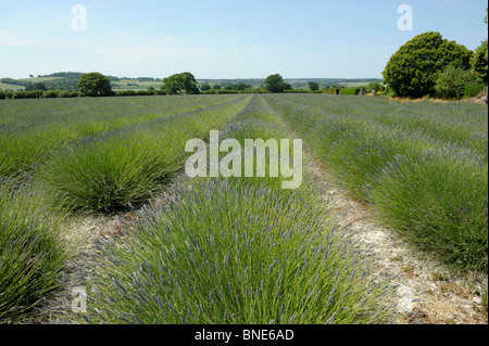 Champs de lavande en Selbourne, Hampshire, Angleterre en été Banque D'Images