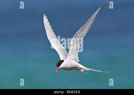 Sterne arctique volant au-dessus d'une mer turquoise et bleu. Banque D'Images