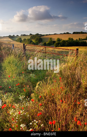 Soirée soleil d'été à travers champs et fleurs sauvages, Cranborne Chase, Dorset, UK Banque D'Images