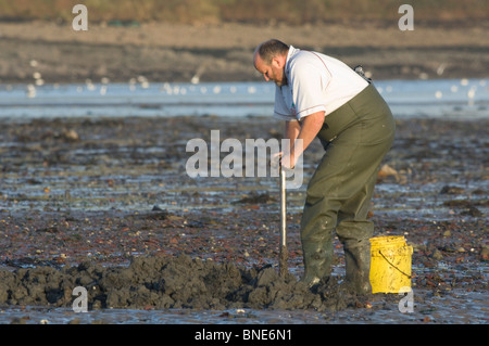 L'homme creuse appâts ver rag dans le SISP, Gann, Dale, Pembrokeshire, Pays de Galles, Royaume-Uni, Europe Banque D'Images