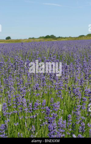 Champs de lavande en Selbourne, Hampshire, Angleterre en été Banque D'Images