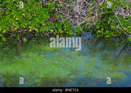 Les palétuviers, une petite ligne de marée, beau ruisseau qui serpente à travers le bonefish et permettre appartements et des îles des Bahamas. Banque D'Images