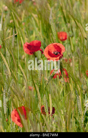 Papaver rhoeas coquelicot commun fleurs en croissance dans l'Orge Banque D'Images