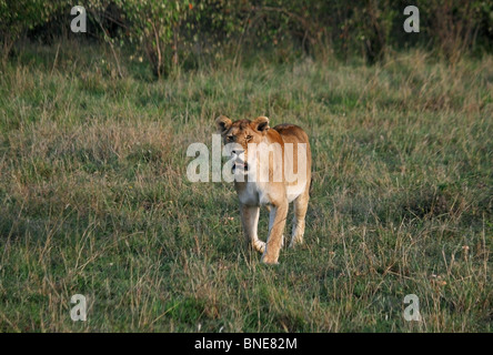 Une lionne en colère se dirige vers le véhicule de safari dans le Masai Mara National Reserve, Kenya, Africa Banque D'Images