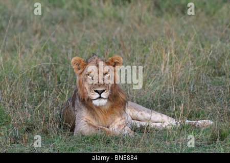 Un jeune homme Lion portrait shot. Photo prise dans le Masai Mara National Reserve, Kenya, Afrique de l'Est. Banque D'Images