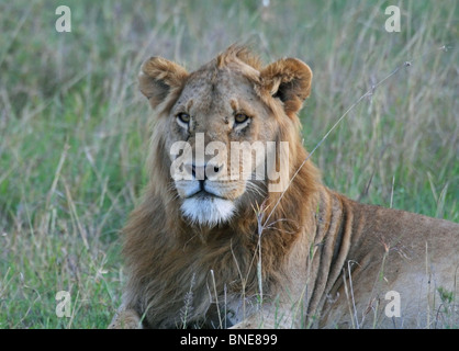 Un jeune homme Lion portrait shot. Photo prise dans le Masai Mara National Reserve, Kenya, Afrique de l'Est. Banque D'Images