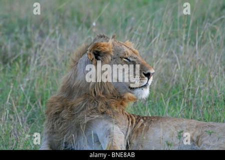 Un jeune homme Lion portrait shot. Photo prise dans le Masai Mara National Reserve, Kenya, Afrique de l'Est. Banque D'Images