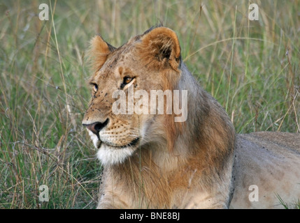 Un jeune homme Lion portrait shot. Photo prise dans le Masai Mara National Reserve, Kenya, Afrique de l'Est. Banque D'Images