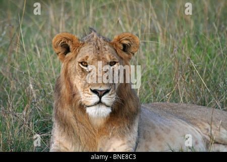 Un jeune homme Lion portrait shot. Photo prise dans le Masai Mara National Reserve, Kenya, Afrique de l'Est. Banque D'Images