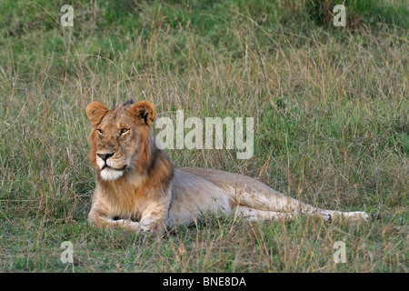 Un jeune homme Lion portrait shot. Photo prise dans le Masai Mara National Reserve, Kenya, Afrique de l'Est. Banque D'Images