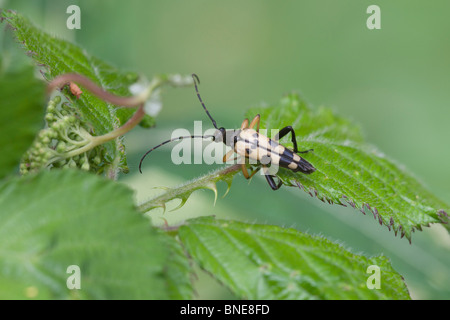 Longhorn Beetle Strangalia maculata adulte au repos sur une feuille Banque D'Images