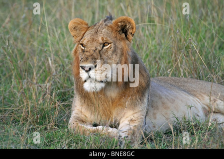 Un jeune homme Lion portrait shot. Photo prise dans le Masai Mara National Reserve, Kenya, Afrique de l'Est. Banque D'Images