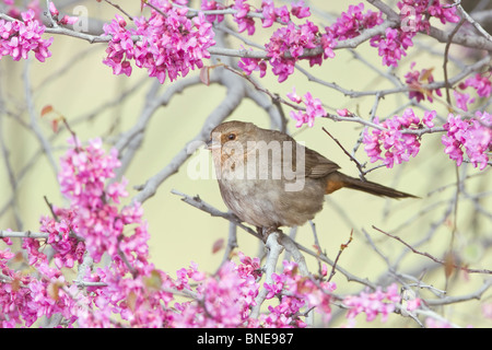 Tohi de Californie en fleurs - Lishui percheurs Banque D'Images