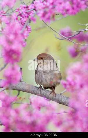 En Californie se percher Tohi Redbud Blossoms - verticale Banque D'Images