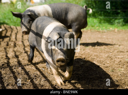 Deux porcs saddleback noir et blanc suivant chaque dans un champ Banque D'Images