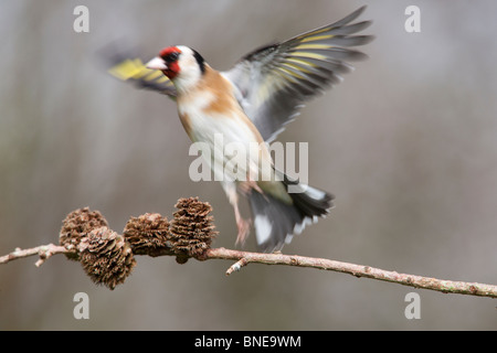 European Goldfinch Carduelis carduelisadult le décollage à partir d'une branche de Mélèze Banque D'Images