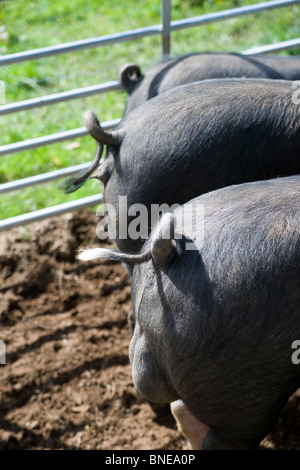 Trois wessex saddleback pig tails et à l'arrière debout dans un champ sur une journée ensoleillée Banque D'Images