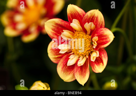 'Danum Torch' en fleurs Banque D'Images