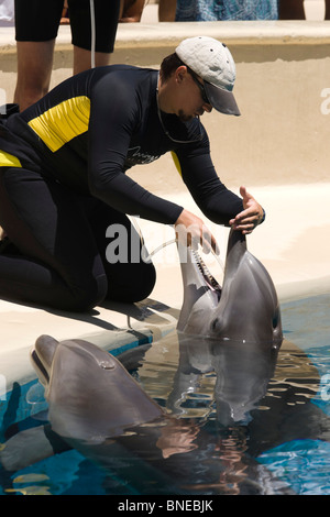 Nourrir les dauphins avec vitamine, d'huile et de liquide par les suppléments de tube. Le Mirage, un MGM resort hôtel sur le Strip de Las Vegas Banque D'Images