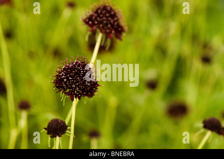 Scabiosa 'Chile Black' en fleurs Banque D'Images