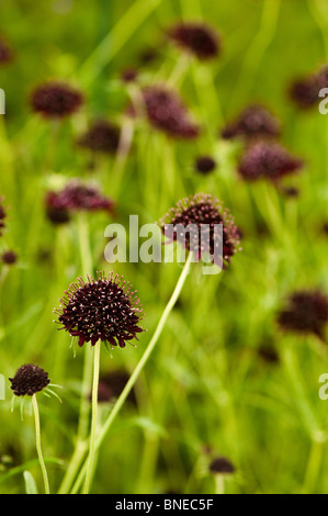 Scabiosa 'Chile Black' en fleurs Banque D'Images