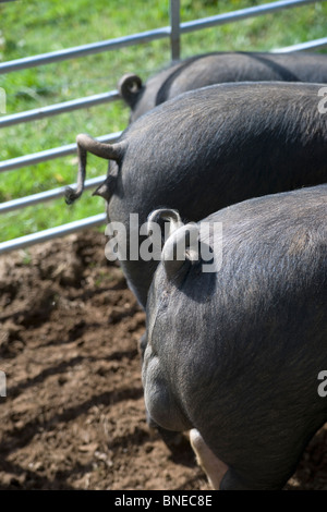 Trois wessex saddleback pig tails et à l'arrière debout dans un champ sur une journée ensoleillée Banque D'Images