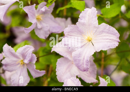 Clematis 'Blue Angel' en fleurs Banque D'Images