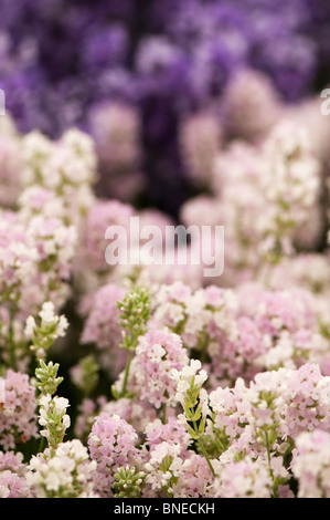 Lavandula angustifolia 'Lady Anne' en fleurs Banque D'Images