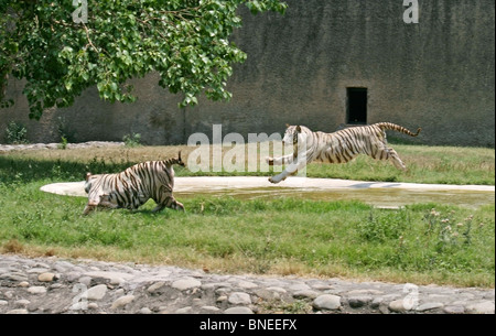 Un homme tigre blanc sautant sur une femelle tigre blanc en Chattbir Zoo, Chandigarh, Inde Banque D'Images