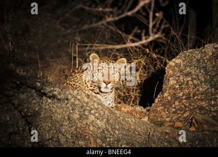 Un Léopard assis sur les rochers dans la nuit. Photo prise à proximité d'un village reculé du Rajasthan, Inde Banque D'Images