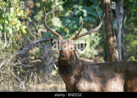 Un cerf Sambar portrait. Photo prise dans le Parc National de Bandhavgarh, Inde Banque D'Images