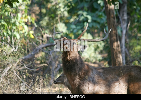 Un cerf Sambar portrait. Photo prise dans le Parc National de Bandhavgarh, Inde Banque D'Images